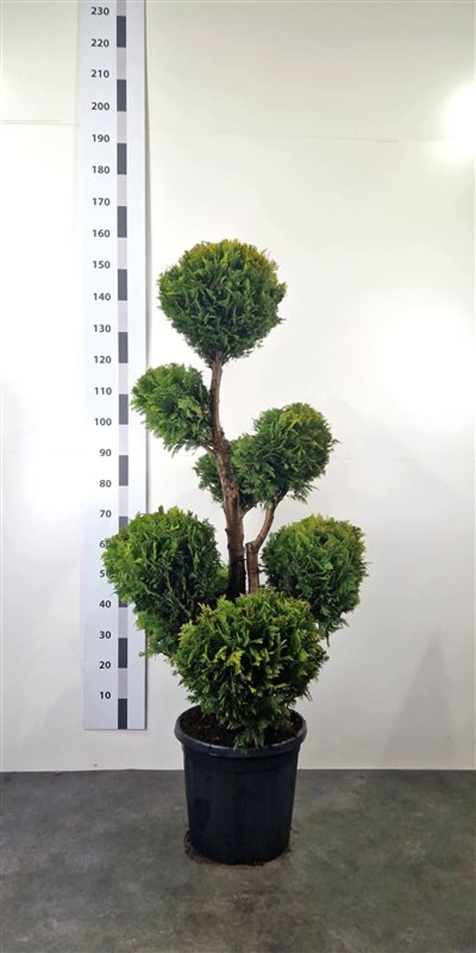 Chamaecyparis l. 'Stardust' - 120-140 CM PonPon Cont.